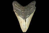 Fossil Megalodon Tooth - North Carolina #124690-1